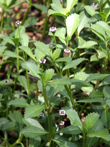 Lippia nodiflora