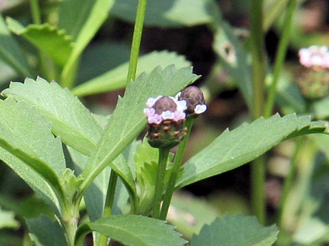 Lippia nodiflora