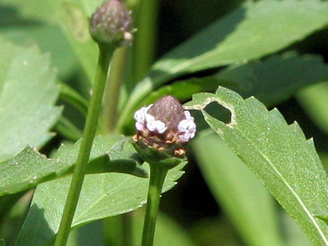 Lippia nodiflora