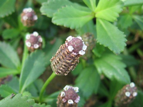 Lippia nodiflora