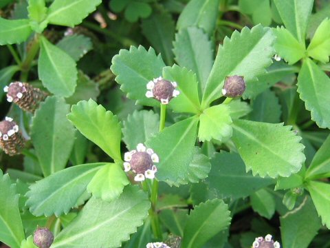 Lippia nodiflora