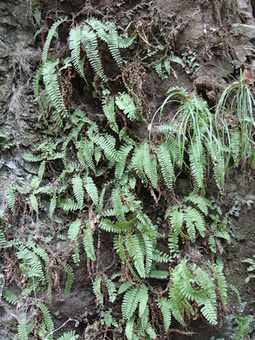 Woodsia polystichoides