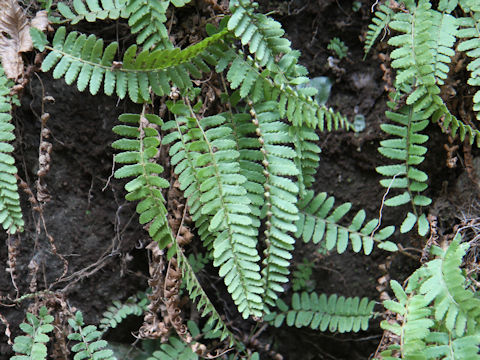 Woodsia polystichoides