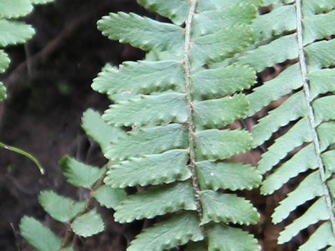 Woodsia polystichoides