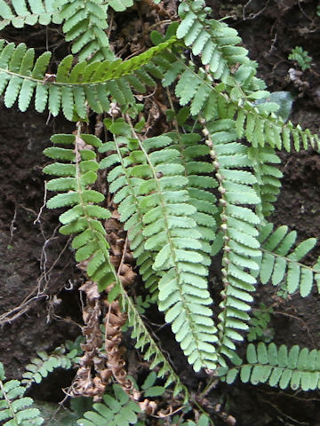 Woodsia polystichoides