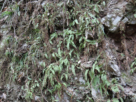 Woodsia polystichoides