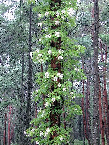 Schizophragma hydrangeoides