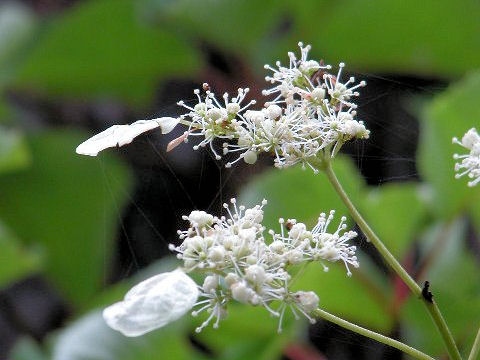 Schizophragma hydrangeoides