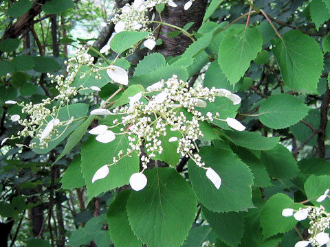 Schizophragma hydrangeoides