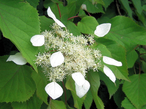 Schizophragma hydrangeoides