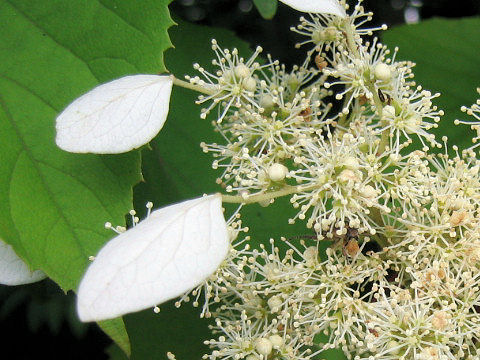 Schizophragma hydrangeoides