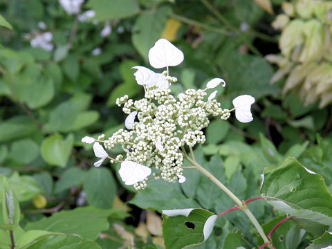 Schizophragma hydrangeoides