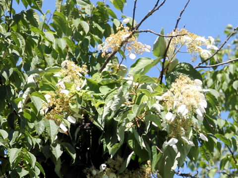 Schizophragma hydrangeoides