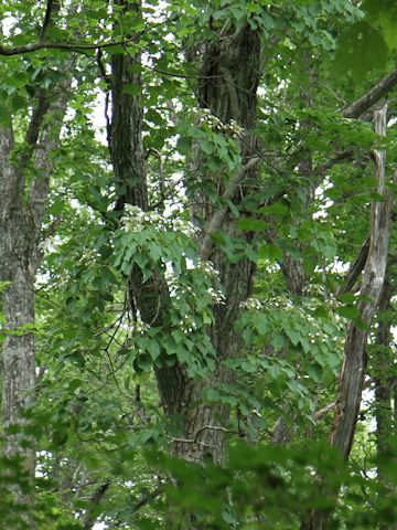 Schizophragma hydrangeoides