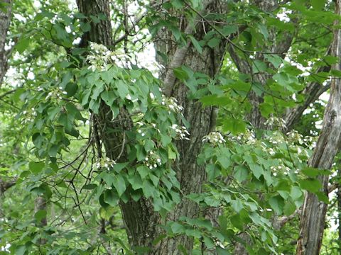 Schizophragma hydrangeoides