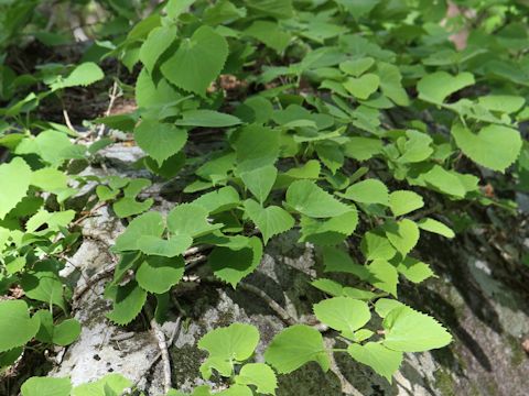 Schizophragma hydrangeoides