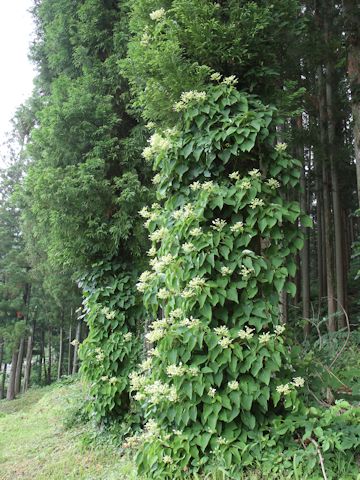 Schizophragma hydrangeoides