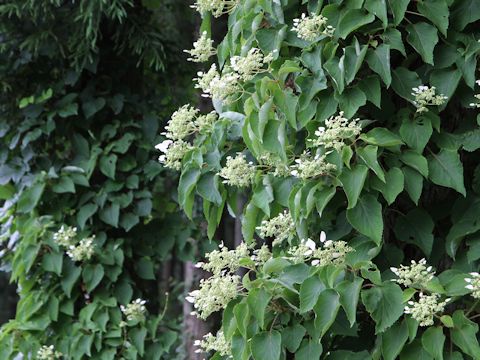 Schizophragma hydrangeoides