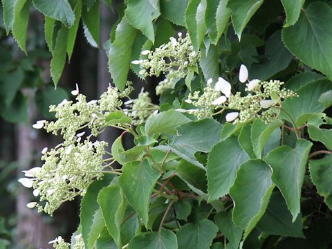 Schizophragma hydrangeoides