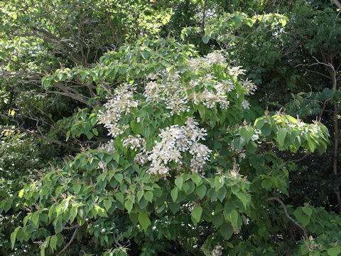 Schizophragma hydrangeoides