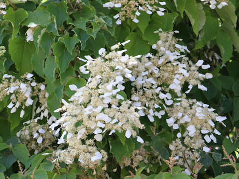 Schizophragma hydrangeoides