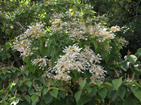 Schizophragma hydrangeoides