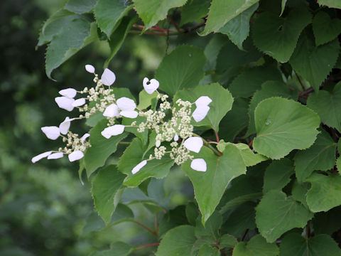 Schizophragma hydrangeoides