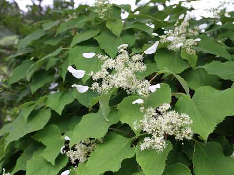 Schizophragma hydrangeoides