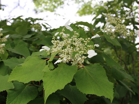 Schizophragma hydrangeoides