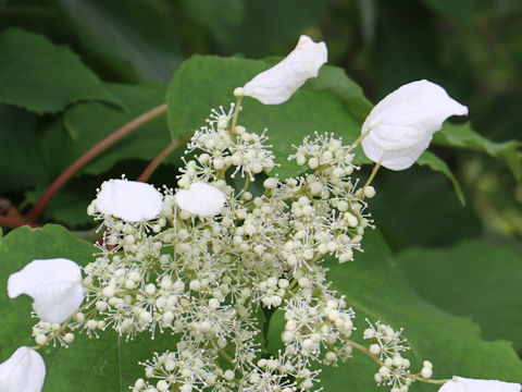 Schizophragma hydrangeoides