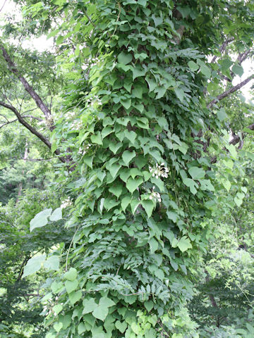 Schizophragma hydrangeoides