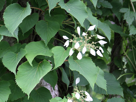 Schizophragma hydrangeoides