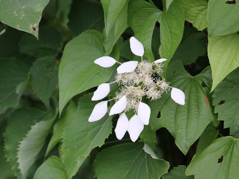 Schizophragma hydrangeoides