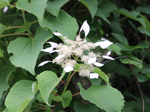 Schizophragma hydrangeoides