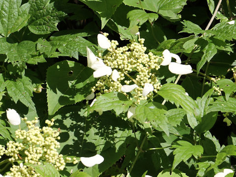 Schizophragma hydrangeoides