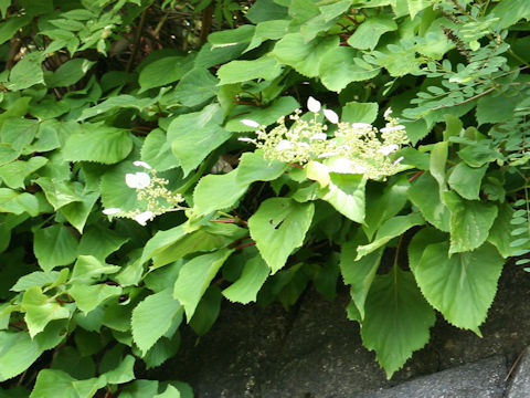 Schizophragma hydrangeoides