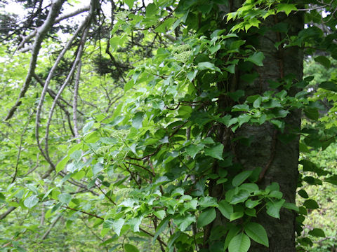 Schizophragma hydrangeoides