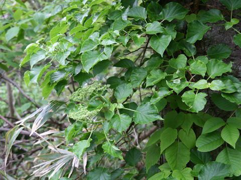 Schizophragma hydrangeoides