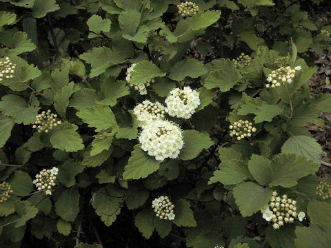 Spiraea blumei