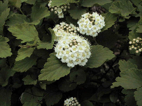 Spiraea blumei