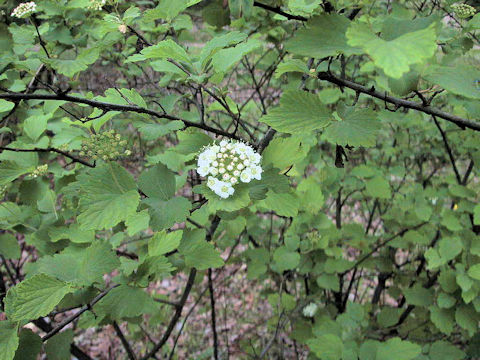 Spiraea blumei