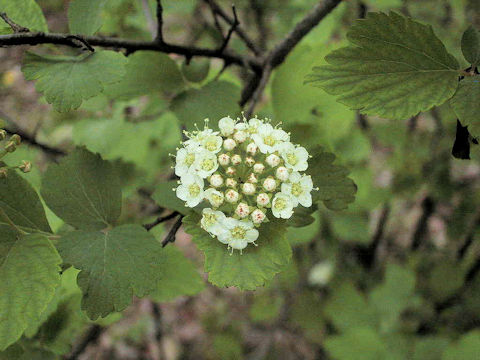 Spiraea blumei