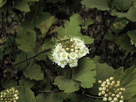 Spiraea blumei