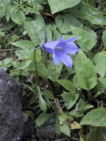 Campanula lasiocarpa