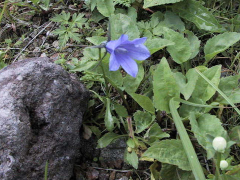 Campanula lasiocarpa