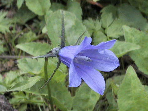 Campanula lasiocarpa