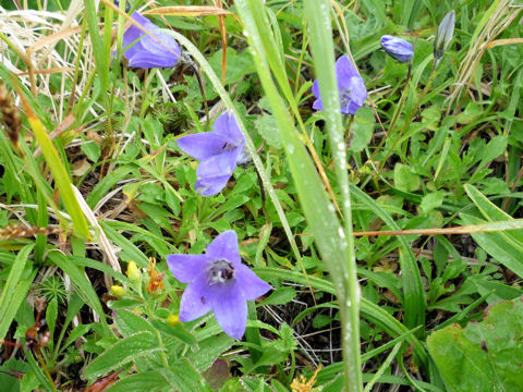 Campanula lasiocarpa