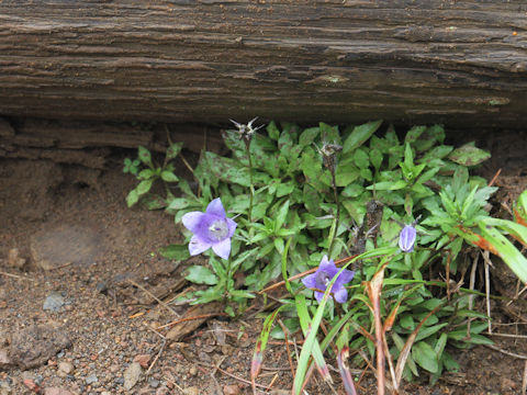 Campanula lasiocarpa