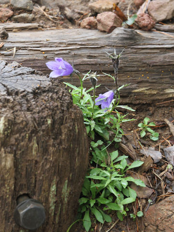 Campanula lasiocarpa