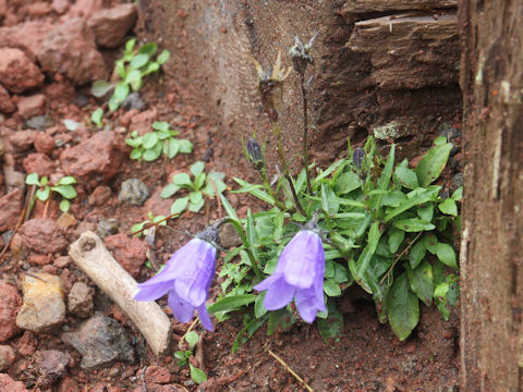 Campanula lasiocarpa